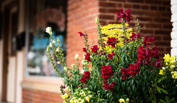 Downtown Flower picture